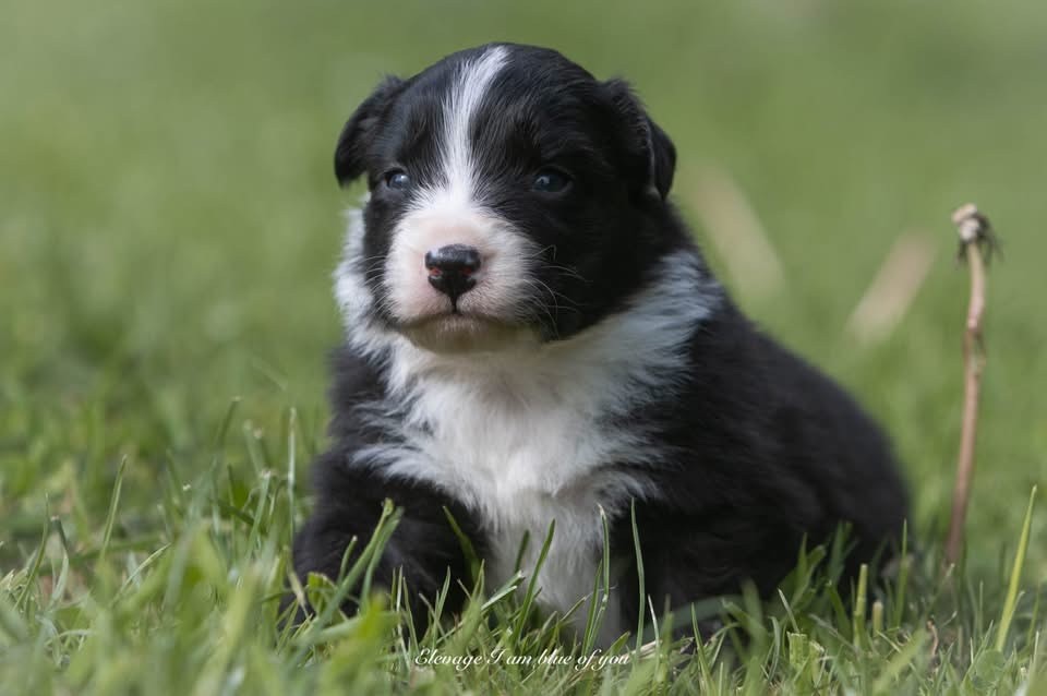 I Am Blue Of You - Chiots disponibles - Berger Australien