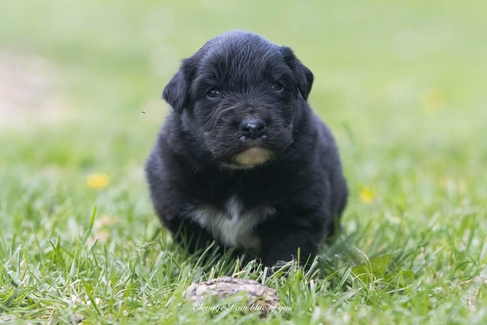I Am Blue Of You - Chiots disponibles - Berger Australien