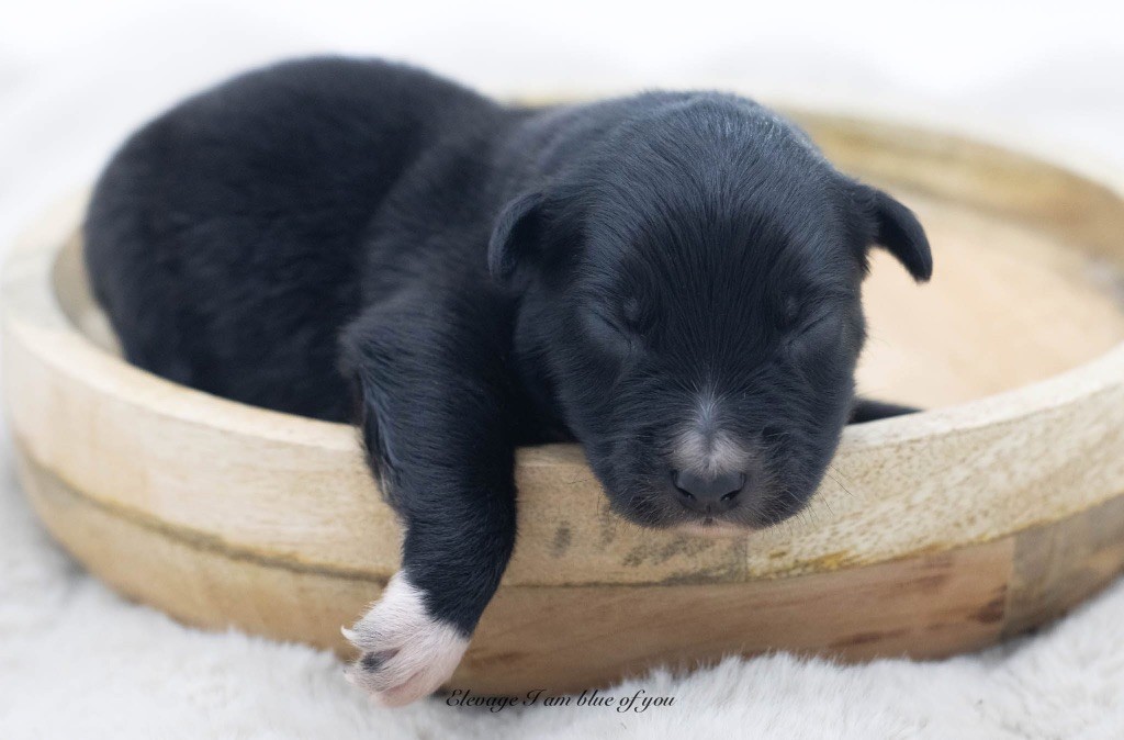 I Am Blue Of You - Chiots disponibles - Berger Australien