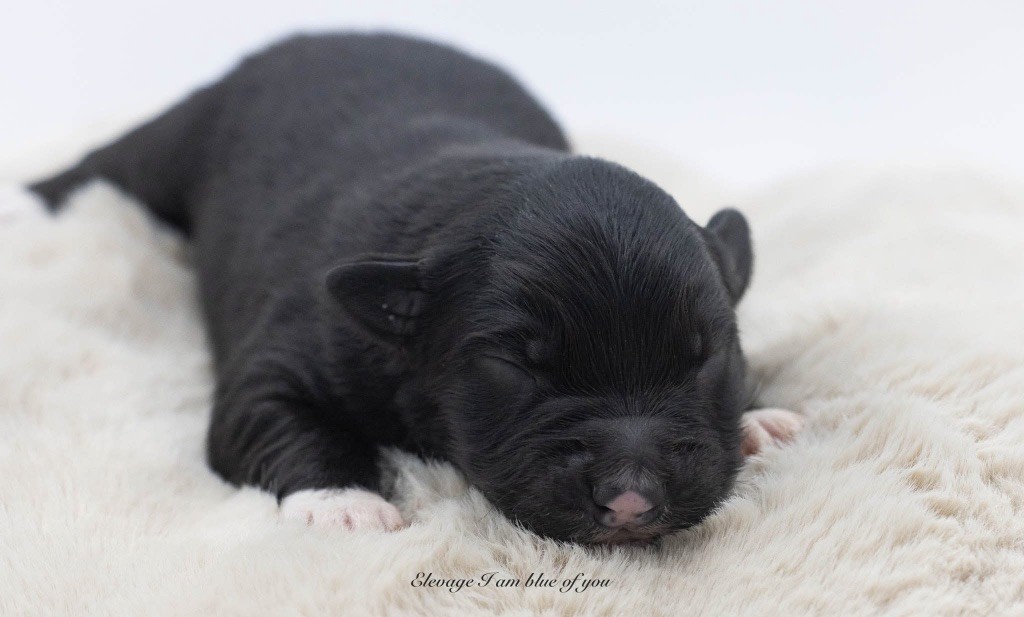 I Am Blue Of You - Chiots disponibles - Berger Australien