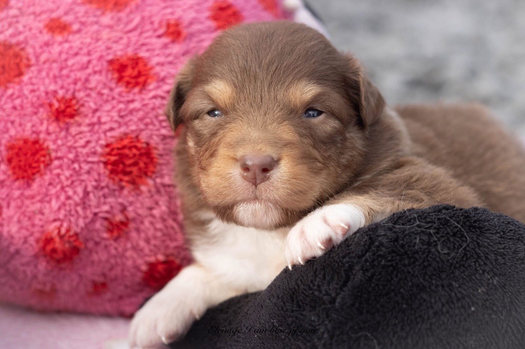 I Am Blue Of You - Chiots disponibles - Berger Australien