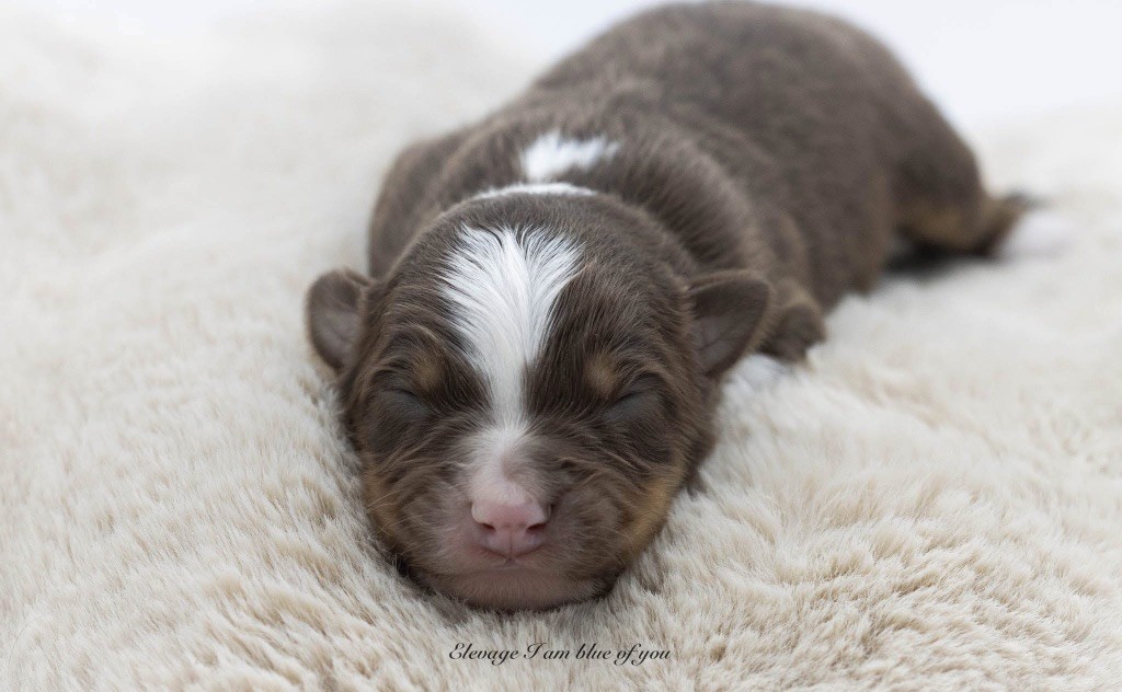 I Am Blue Of You - Chiots disponibles - Berger Australien