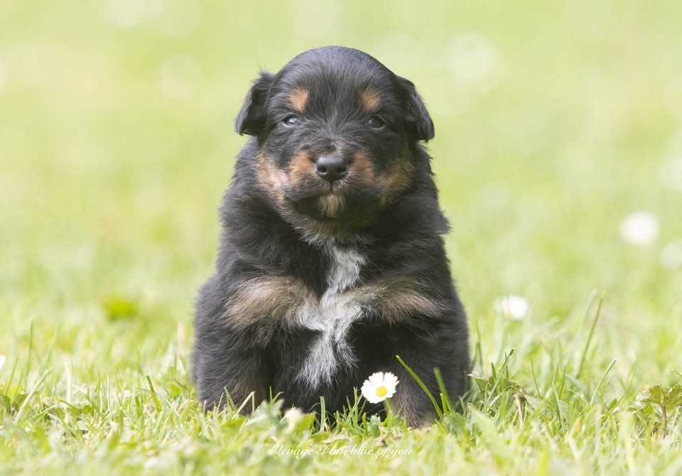 I Am Blue Of You - Chiots disponibles - Berger Australien