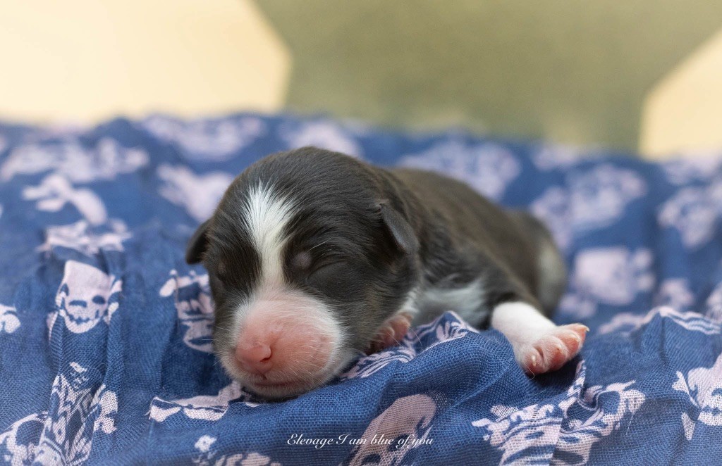 I Am Blue Of You - Chiots disponibles - Berger Australien