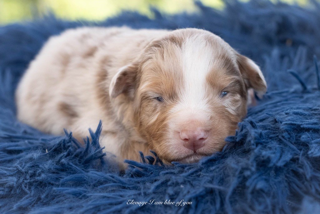 I Am Blue Of You - Chiots disponibles - Berger Australien