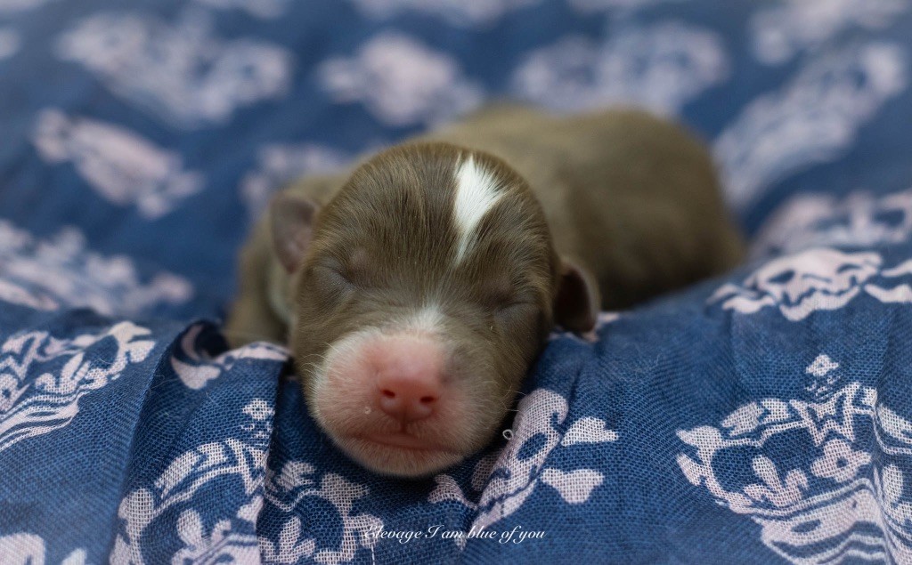 I Am Blue Of You - Chiots disponibles - Berger Australien