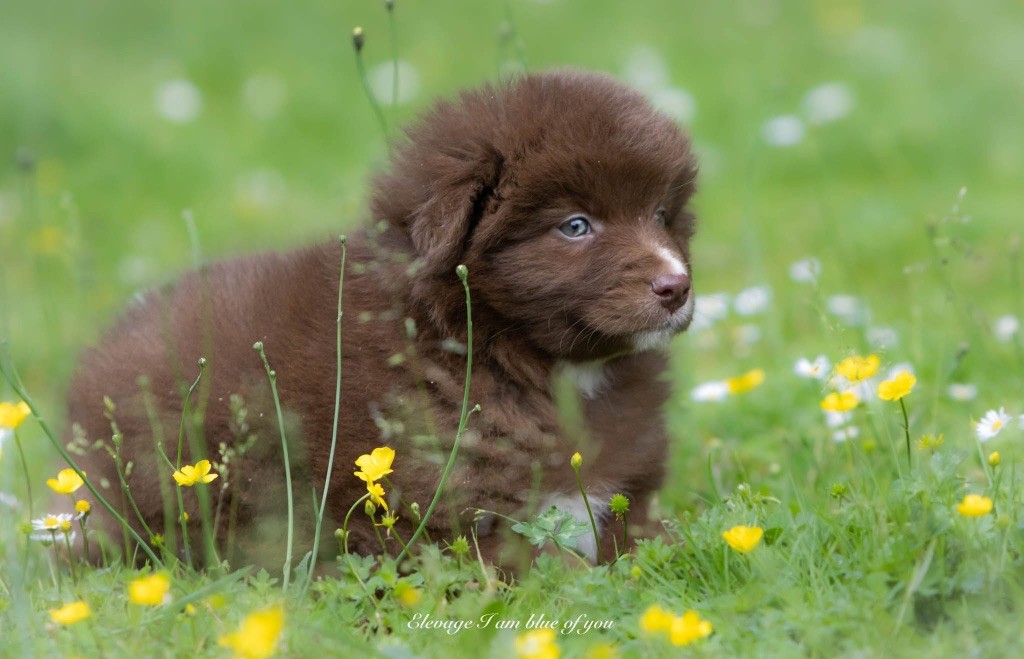 I Am Blue Of You - Chiots disponibles - Berger Australien