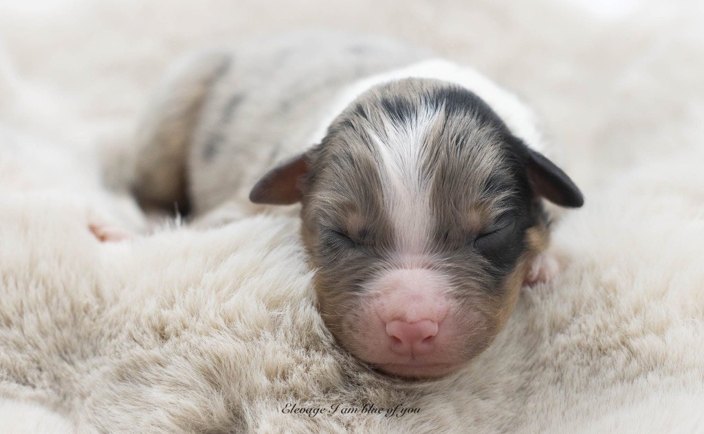 I Am Blue Of You - Chiots disponibles - Berger Australien