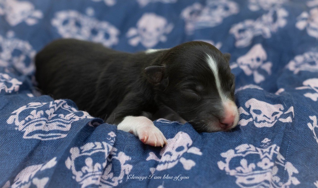 I Am Blue Of You - Chiots disponibles - Berger Australien