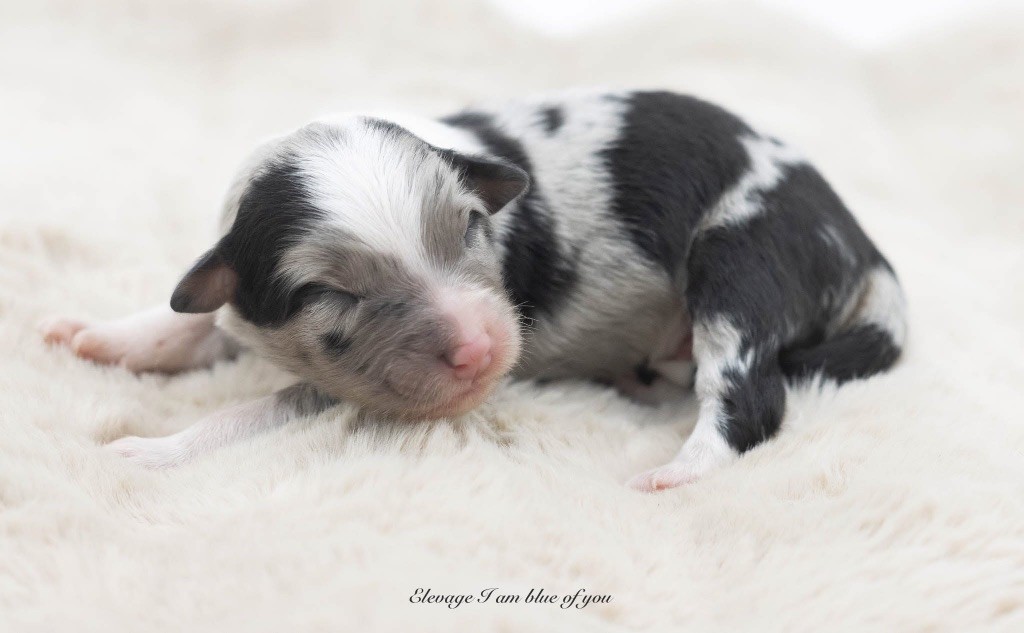 I Am Blue Of You - Chiots disponibles - Berger Australien