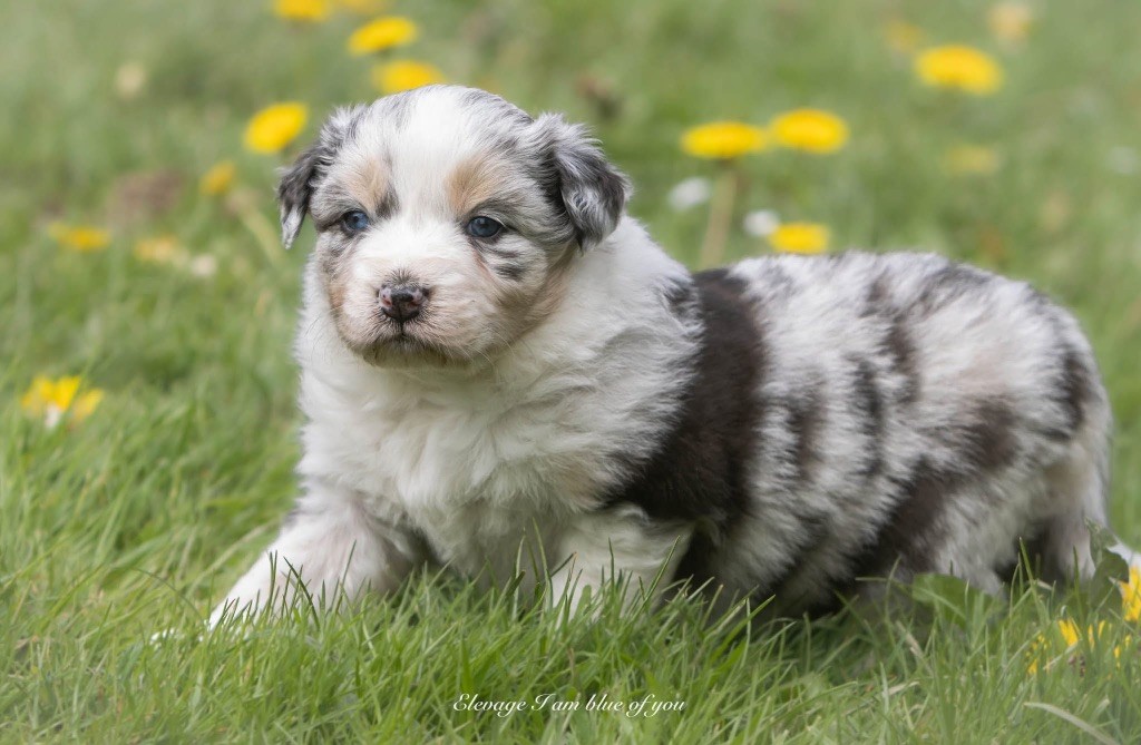 I Am Blue Of You - Chiots disponibles - Berger Australien