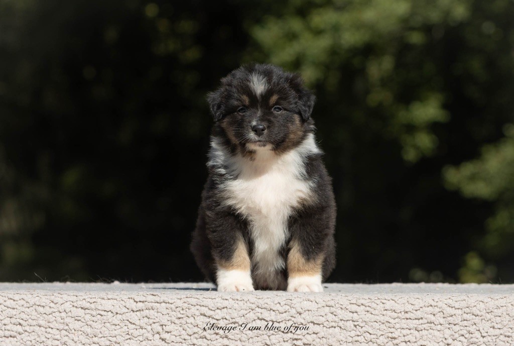 I Am Blue Of You - Chiots disponibles - Berger Australien