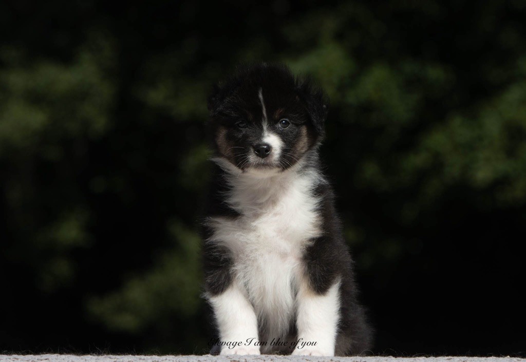 I Am Blue Of You - Chiots disponibles - Berger Australien