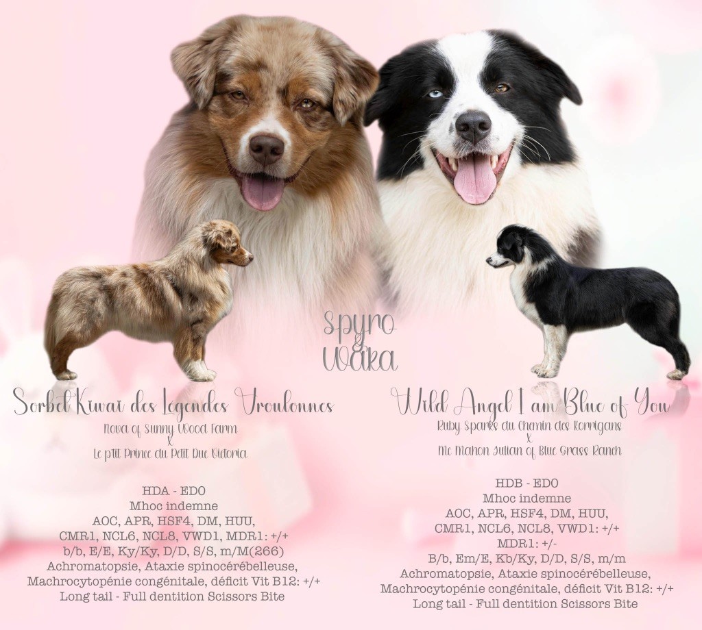 Chiot Berger Australien I Am Blue Of You