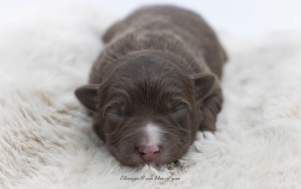 I Am Blue Of You - Chiots disponibles - Berger Australien