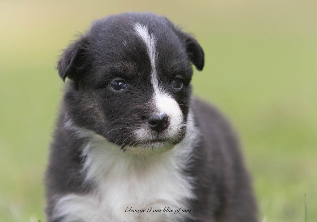 I Am Blue Of You - Chiots disponibles - Berger Australien