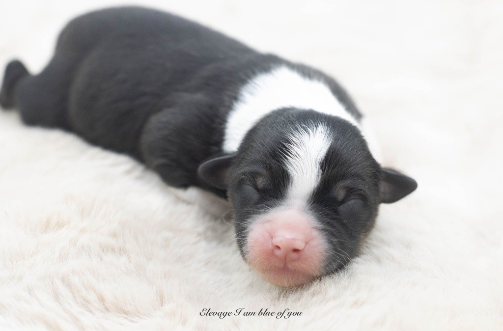 I Am Blue Of You - Chiots disponibles - Berger Australien