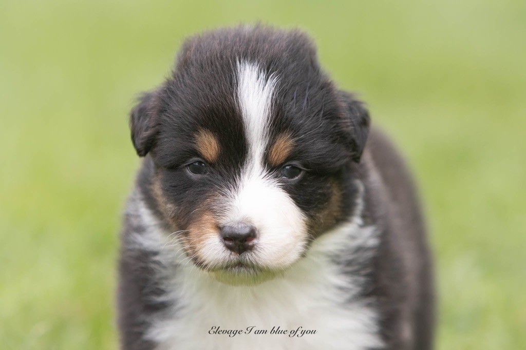 I Am Blue Of You - Chiots disponibles - Berger Australien