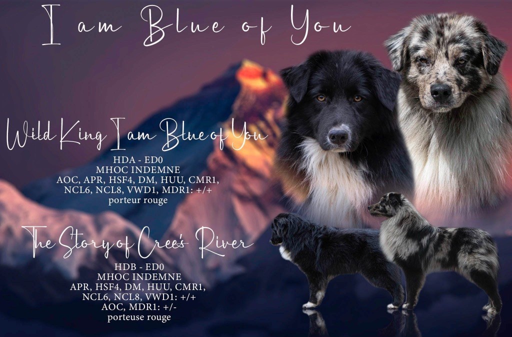 I Am Blue Of You - Berger Australien - Portée née le 14/03/2025