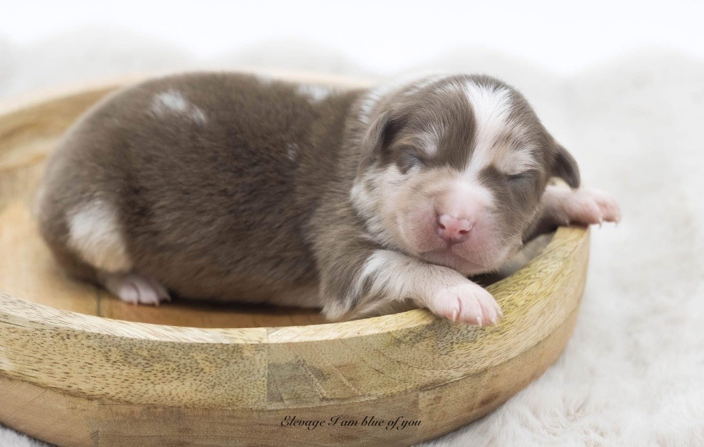 I Am Blue Of You - Chiots disponibles - Berger Australien