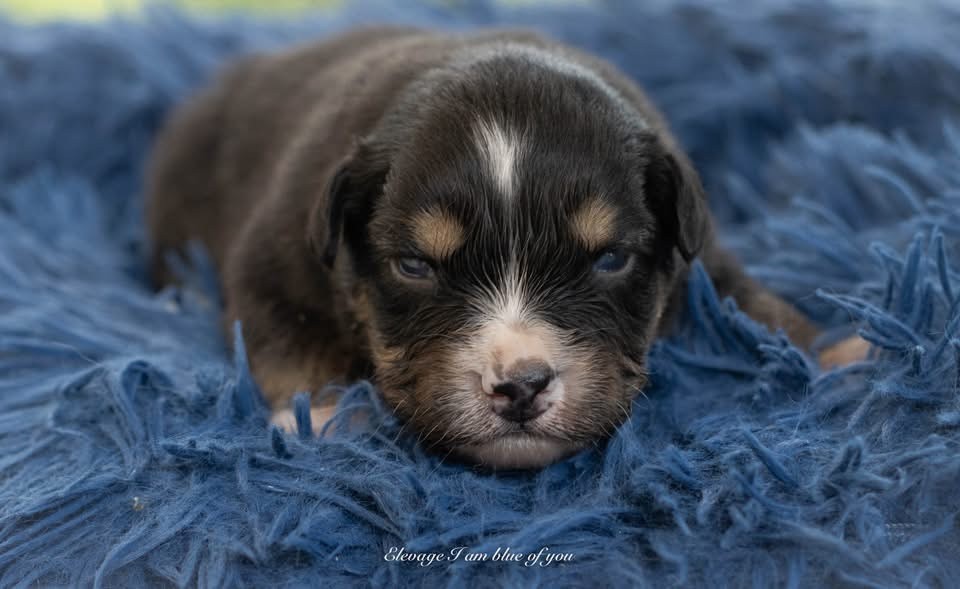 I Am Blue Of You - Chiots disponibles - Berger Australien