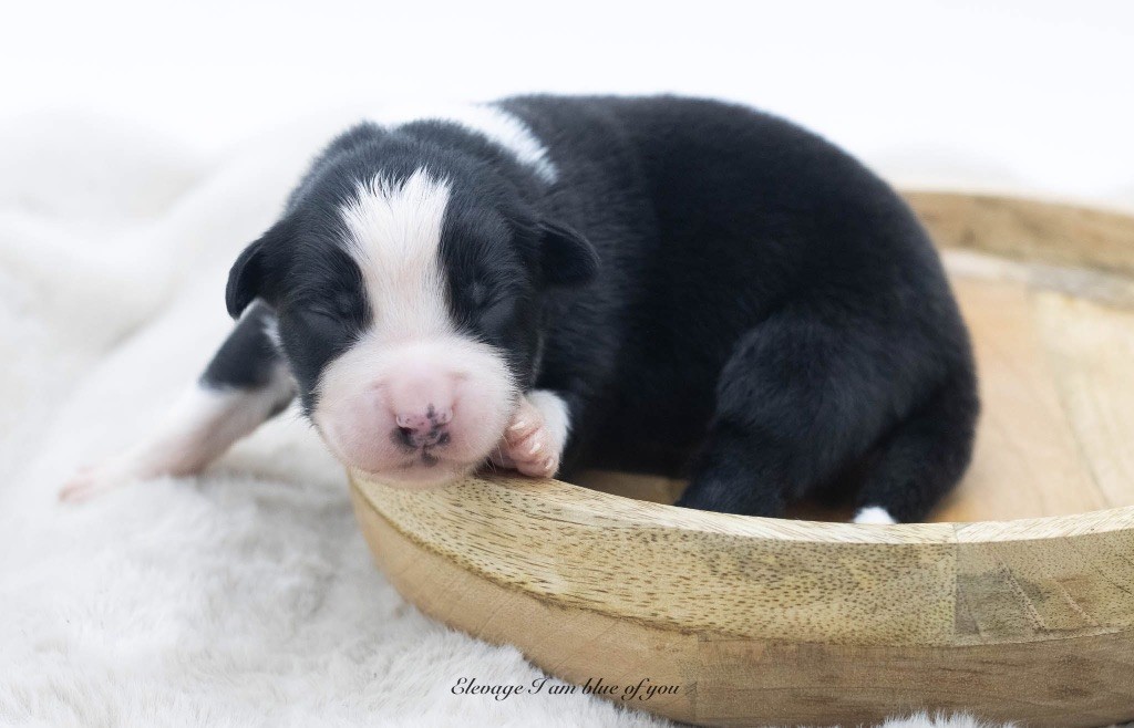 I Am Blue Of You - Chiots disponibles - Berger Australien