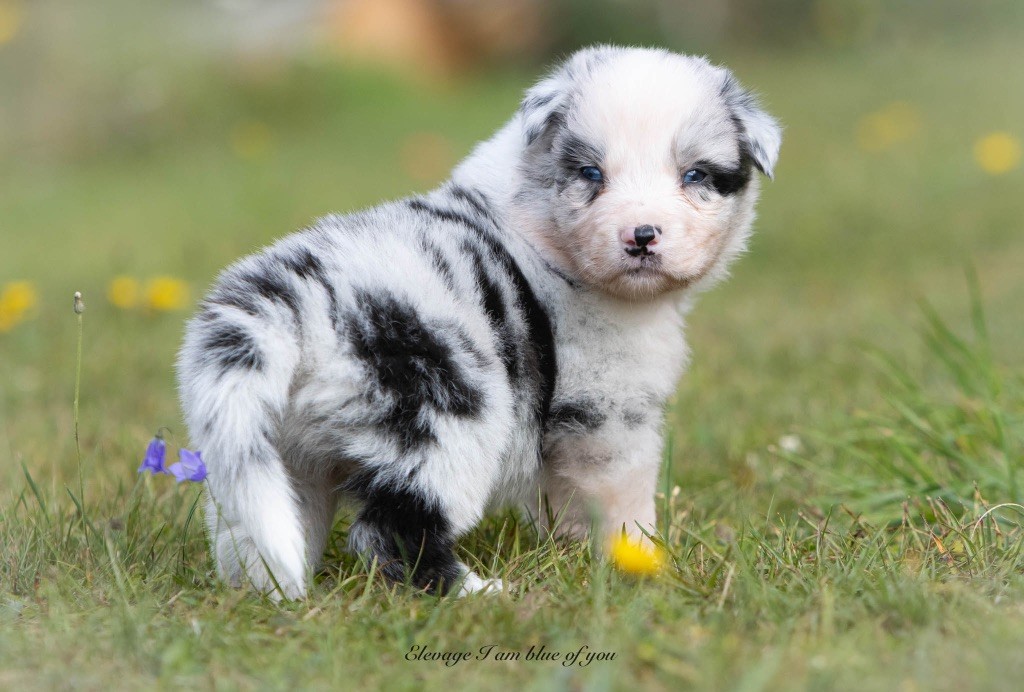 I Am Blue Of You - Chiots disponibles - Berger Australien