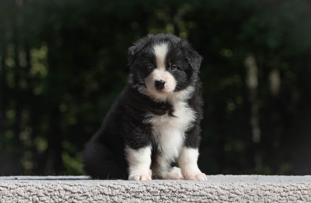 I Am Blue Of You - Chiots disponibles - Berger Australien