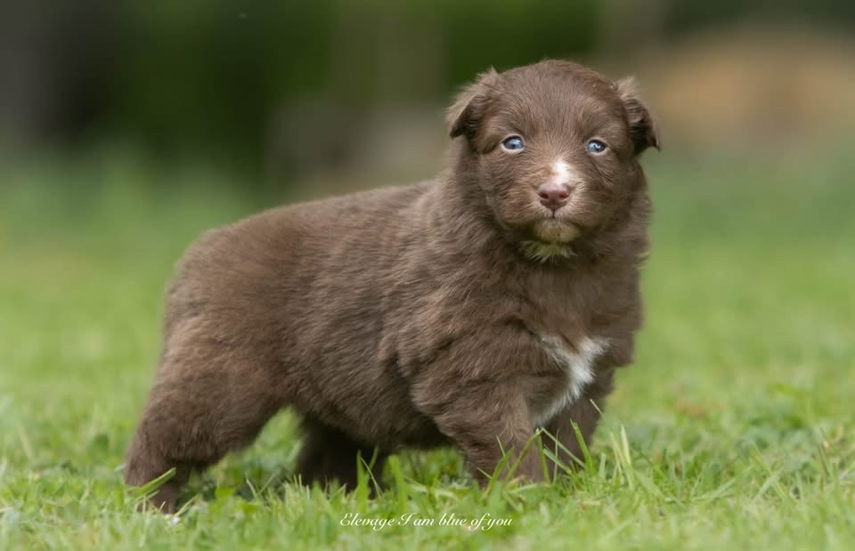 I Am Blue Of You - Chiots disponibles - Berger Australien