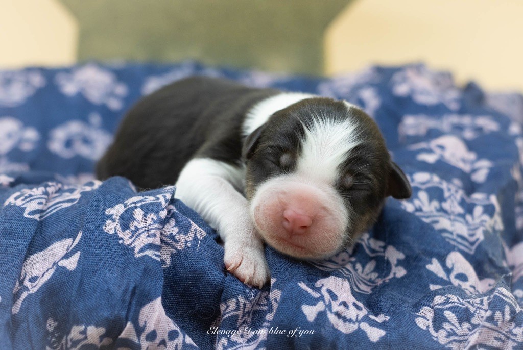 I Am Blue Of You - Chiots disponibles - Berger Australien