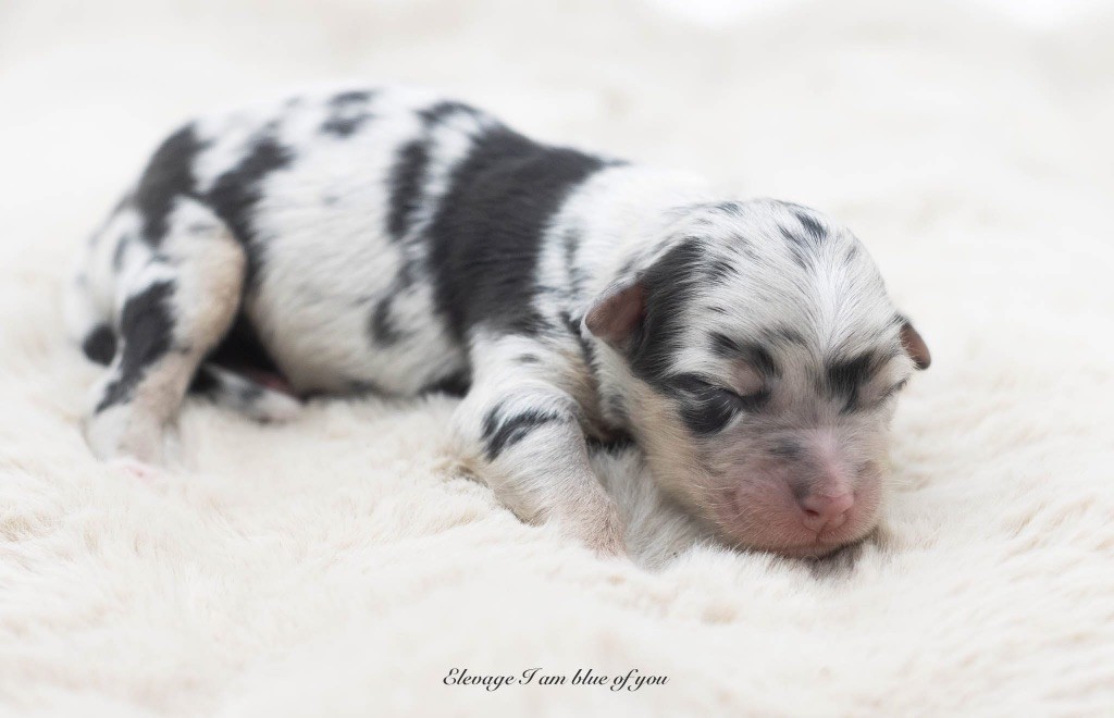 I Am Blue Of You - Chiots disponibles - Berger Australien
