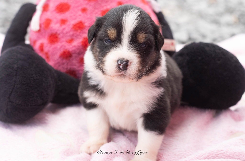 I Am Blue Of You - Chiots disponibles - Berger Australien