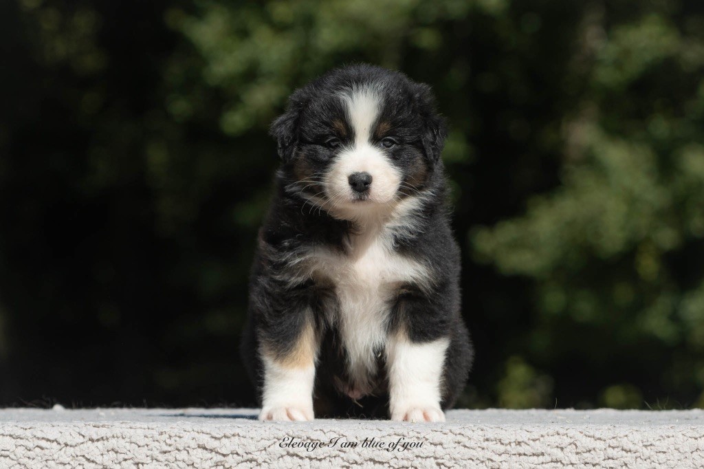 I Am Blue Of You - Chiots disponibles - Berger Australien
