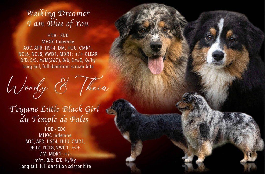 Chiot Berger Australien I Am Blue Of You