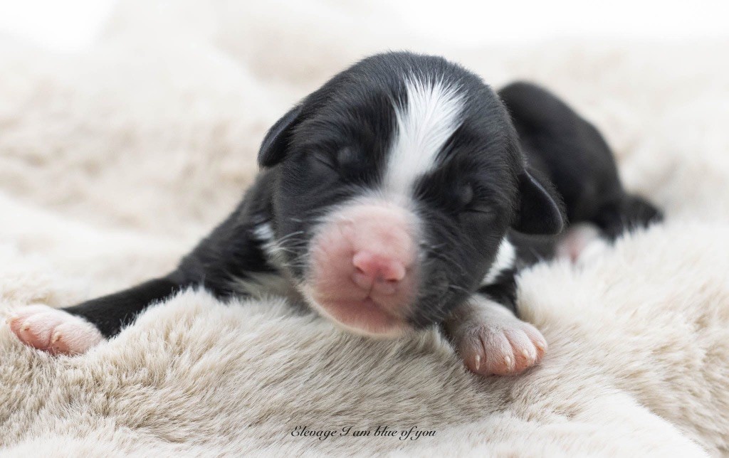 I Am Blue Of You - Chiots disponibles - Berger Australien