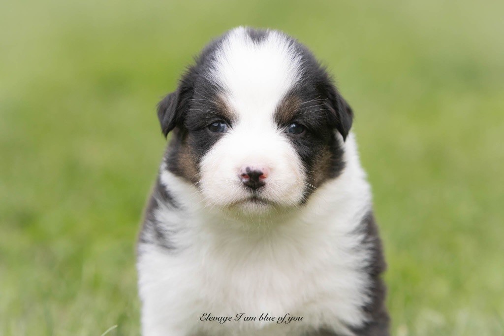 I Am Blue Of You - Chiots disponibles - Berger Australien