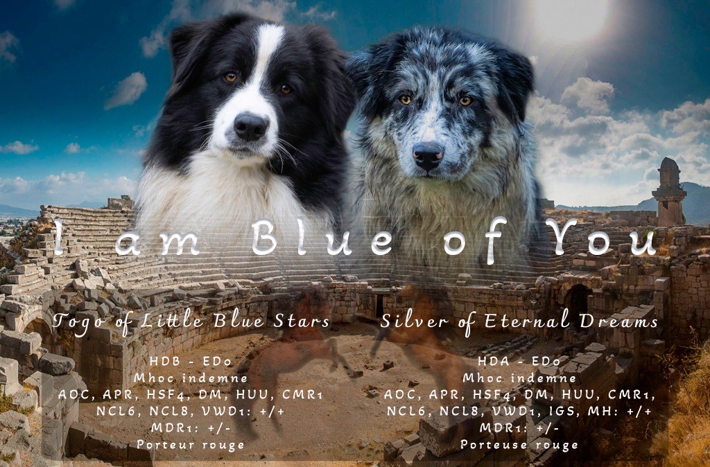 Chiot Berger Australien I Am Blue Of You