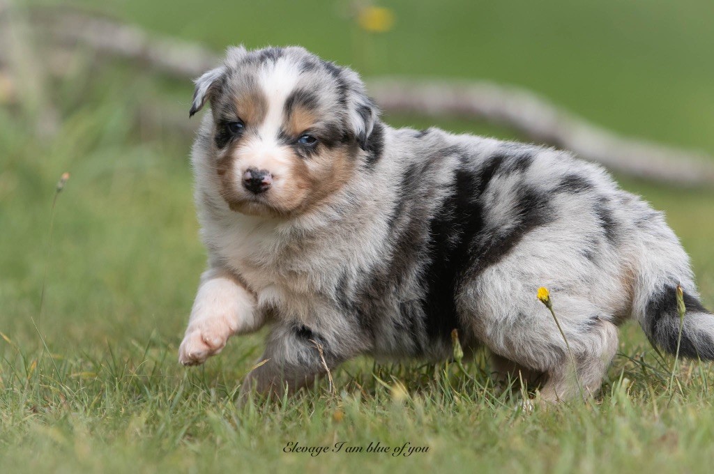 I Am Blue Of You - Chiots disponibles - Berger Australien