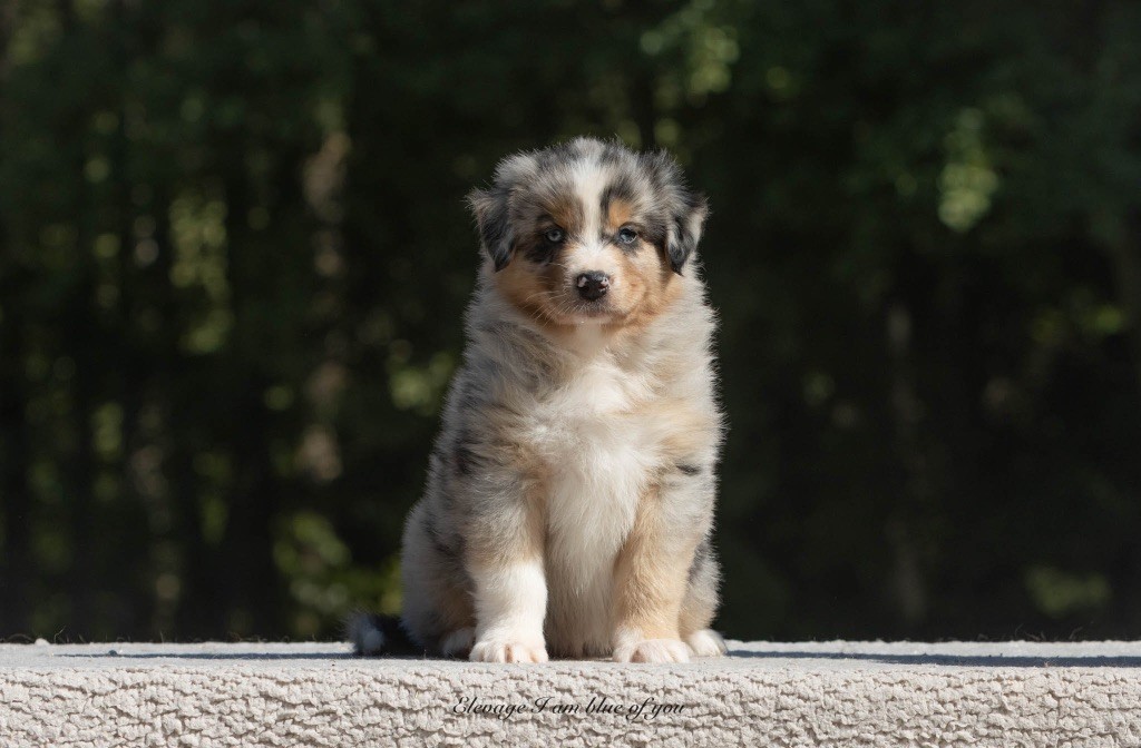 I Am Blue Of You - Chiots disponibles - Berger Australien