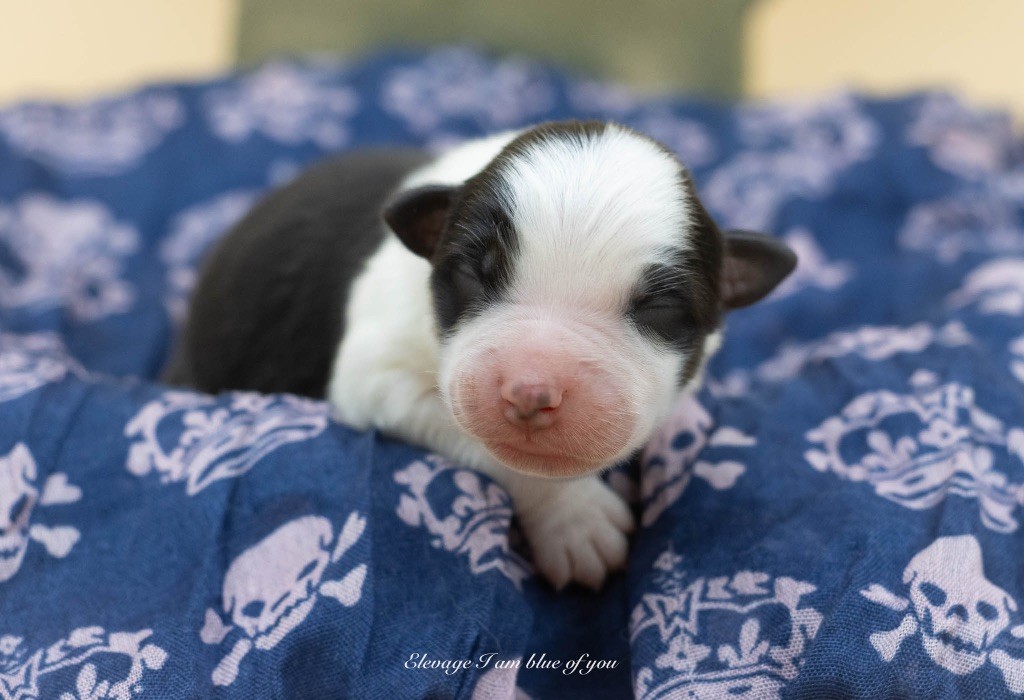 I Am Blue Of You - Chiots disponibles - Berger Australien