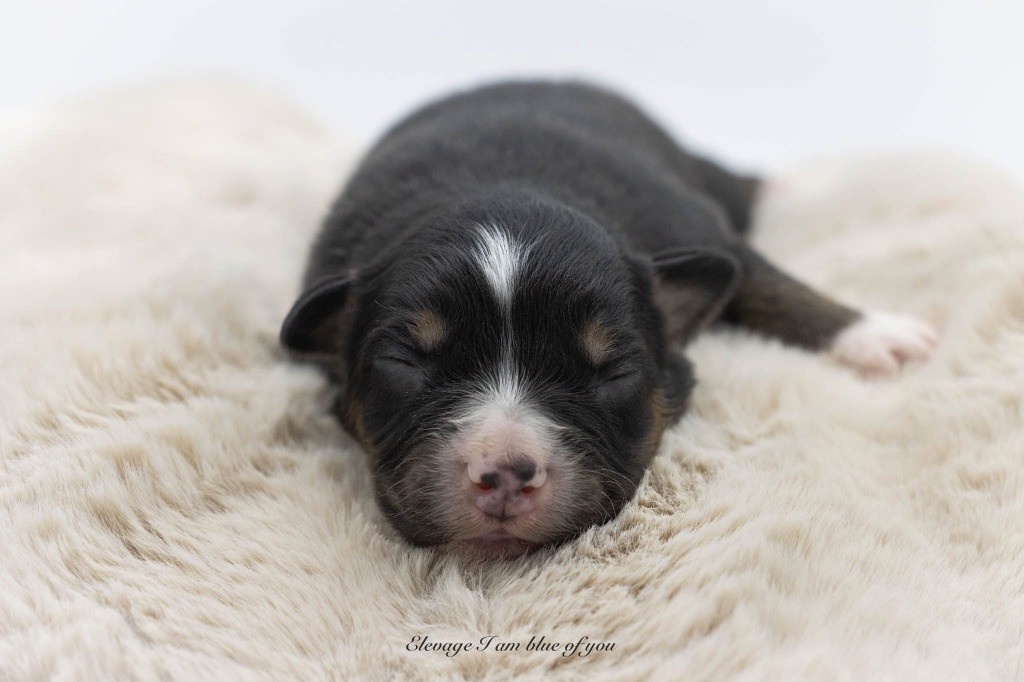 I Am Blue Of You - Chiots disponibles - Berger Australien