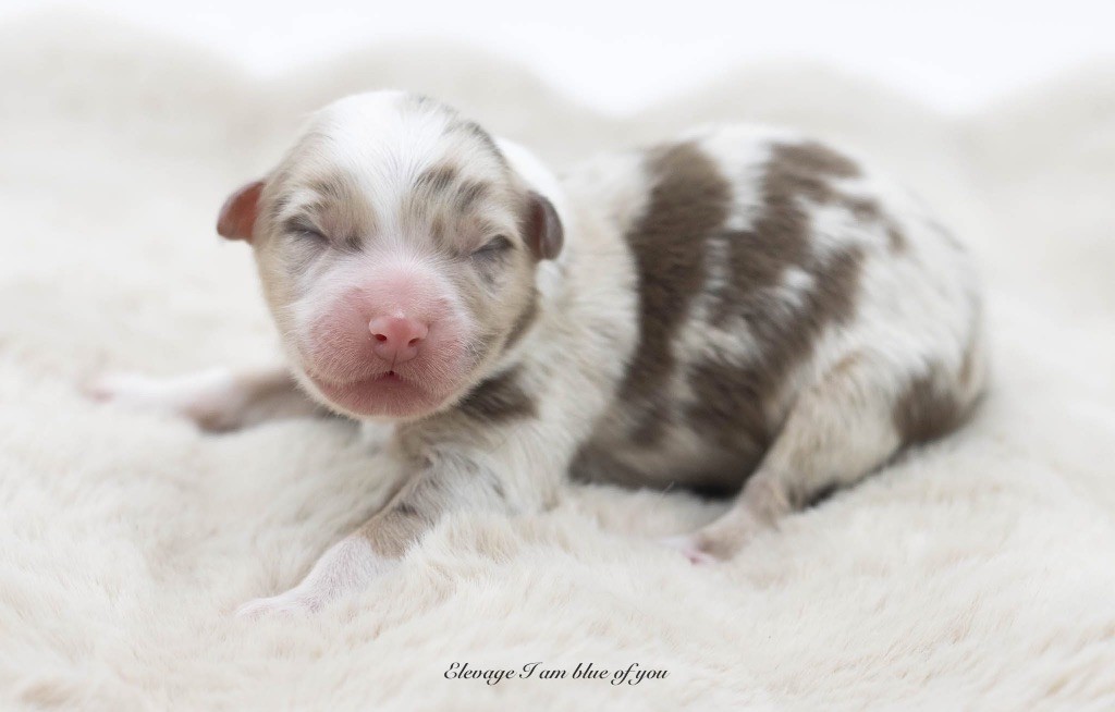 I Am Blue Of You - Chiots disponibles - Berger Australien