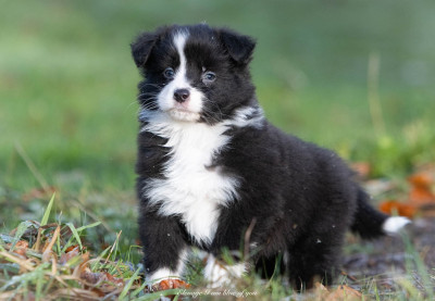 Young little black bear