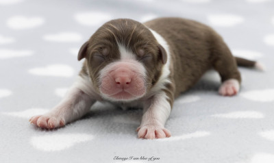 ZigZag Hollywood boulevard