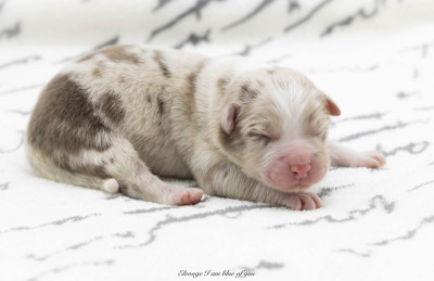 Zeppelin over the hills