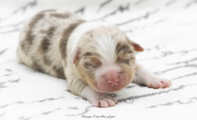 Zeppelin Heartbreaker