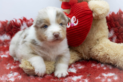 Zeppelin Heartbreaker