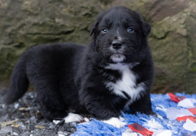 ZigZag the royal mile