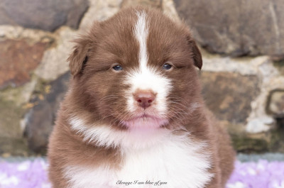 Zeppelin Whole Lotta Love