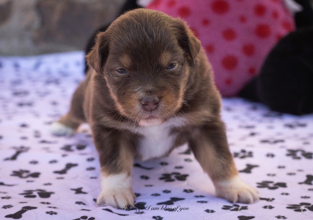 I Am Blue Of You - Chiots disponibles - Berger Australien